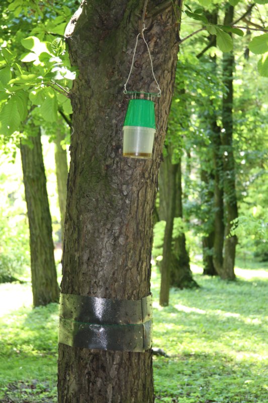 Kasztany zabezpieczone przed szrotówkiem