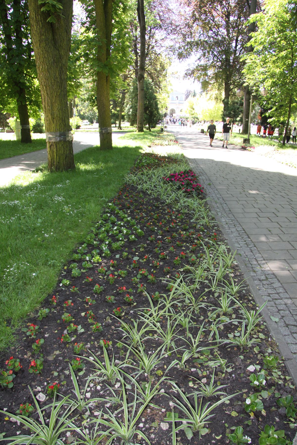 Letnie nasadzenia