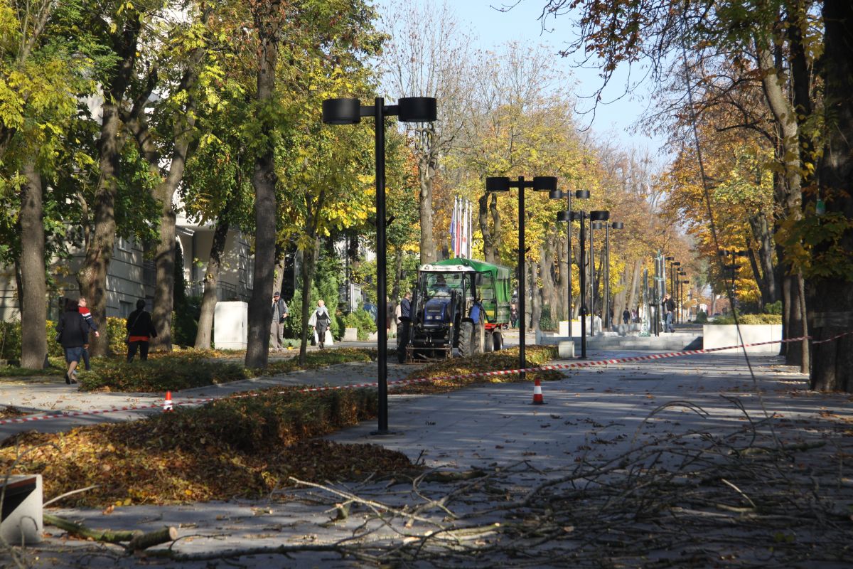 Pielęgnacja wysokich drzew