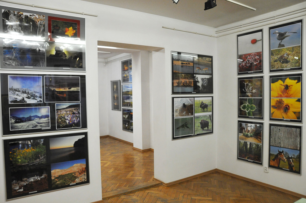 Buski przegląd fotografii