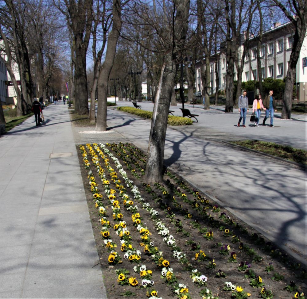 Kwitnące Busko
