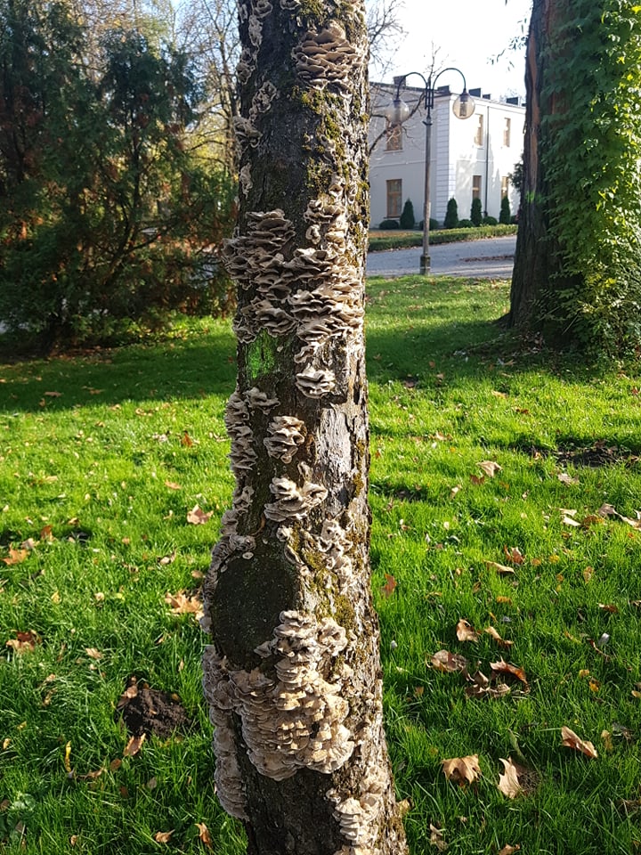 mt_gallery:Rewitalizacja Parku