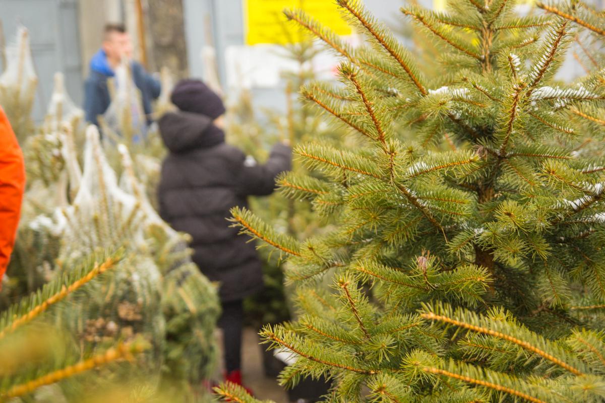 Zdjęcie przedstawia przebieg finału akcji Odpady Segregujesz, Choinkę Otrzymujesz zorganizowanej w Gminie Busko-Zdrój