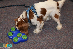 Pies je przysmaki z miski
