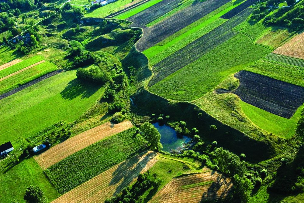 Szlak niebieski – Pińczów-Busko-Wiślica - 20km + 19km (pomnik przyrody „Sosna na szczudłach”)