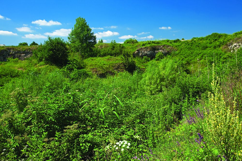 Szlak niebieski – Pińczów-Busko-Wiślica - 20km + 19km (pomnik przyrody „Sosna na szczudłach”)
