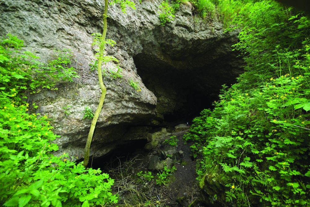 Szlak niebieski – Pińczów-Busko-Wiślica - 20km + 19km (pomnik przyrody „Sosna na szczudłach”)