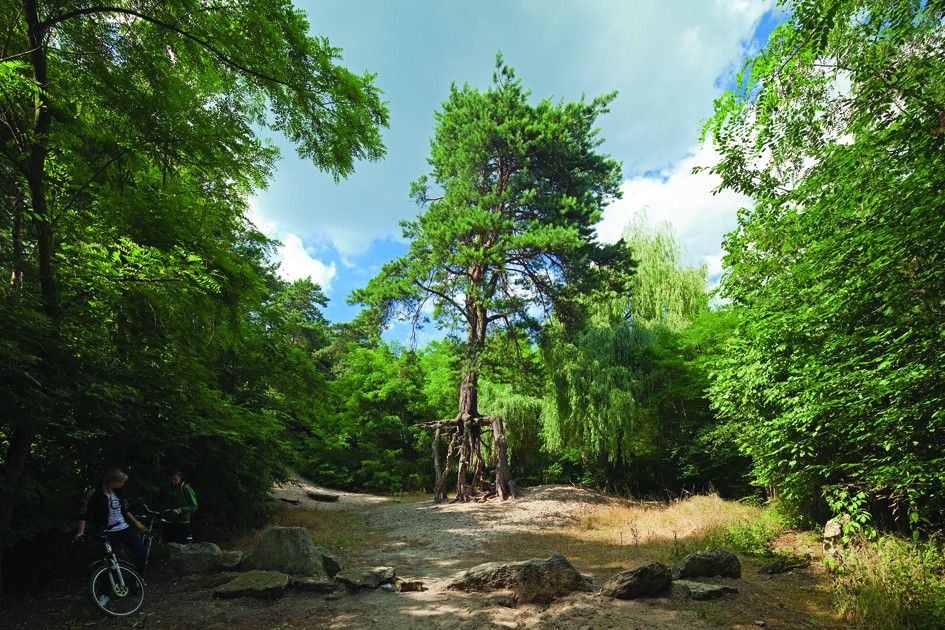 Szlak niebieski – Pińczów-Busko-Wiślica - 20km + 19km (pomnik przyrody „Sosna na szczudłach”)